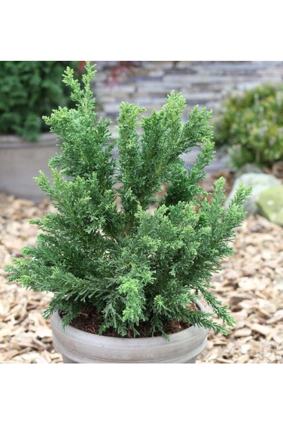 Кипарисовик Драс в контейнере