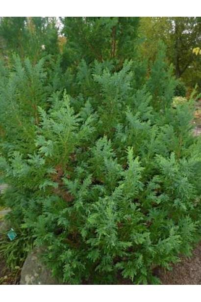 Кипарисовик компактный Драс