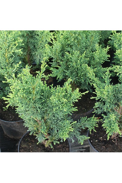 Кипарисовик туполистый Драс саженцы