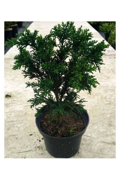 Chamaecyparis obtusa Drath