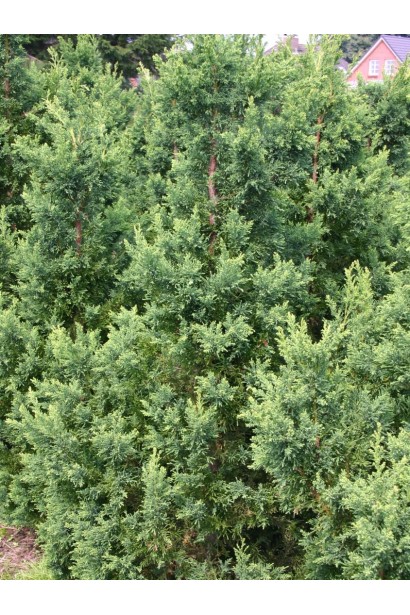 Кипарисовик туполистый Драс серо-зеленая хвоя