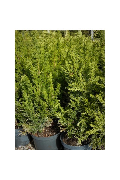 Кипарисовик тупой Drath