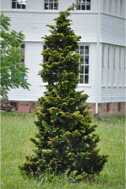 Кипарисовик тупой Драс в ландшафте