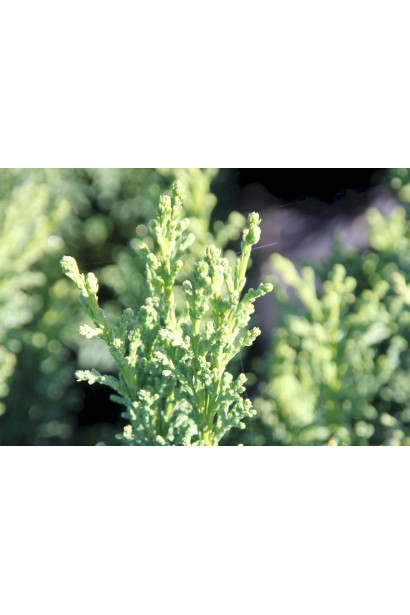 Кипарисовик Drath серебристо-зеленая хвоя