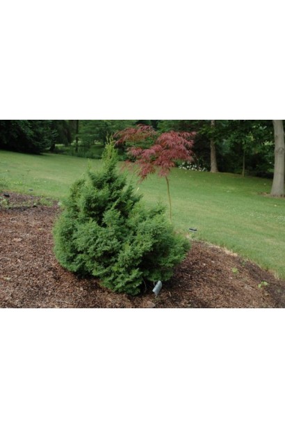 Кипарисовик туполистый Драс / Драхт 