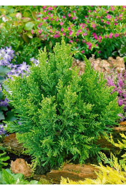 Кипарисовик туполистный Драс карликовый хвойный куст