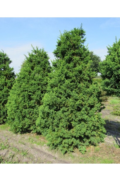 Кипарисовик туполистый Драхт