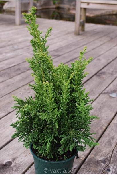 Кипарисовик туполистый Драс в контейнере