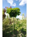 Клён остролистный шаровидный 'Нана' | Acer platanoides 'Globosum Nana'