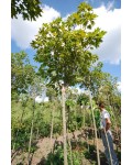 Клён остролистный шаровидный 'Нана' | Acer platanoides 'Globosum Nana'