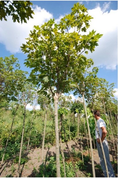 Клен гостролистий Глобозум Нана
