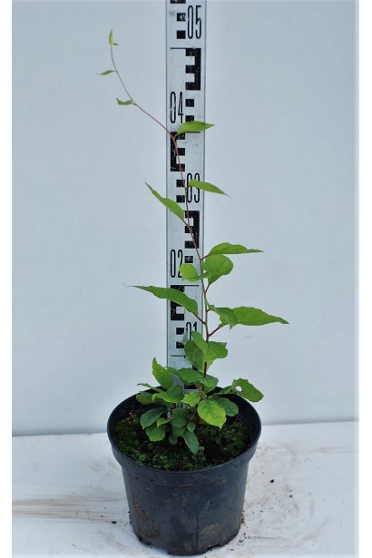 Лимонник китайский / Шизандра | Лимонник китайський / Шизандра | Schisandra chinensis