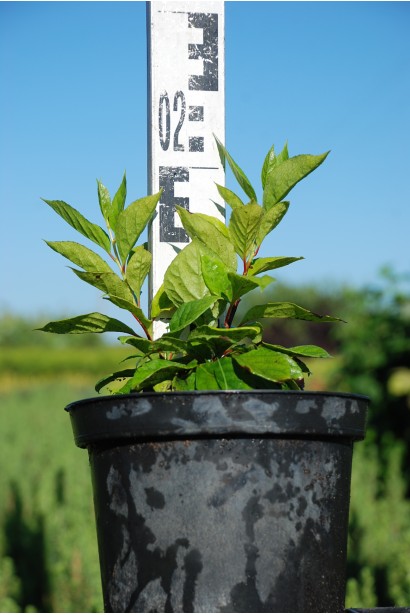 Лимонник китайский / Шизандра | Лимонник китайський / Шизандра | Schisandra chinensis