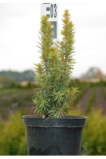 Тис ягодный Фастигиата Ауреа