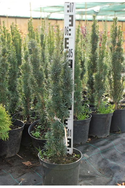 Тис ягодный Фагистиата Ауреа – 5л/50-60см/15-20см