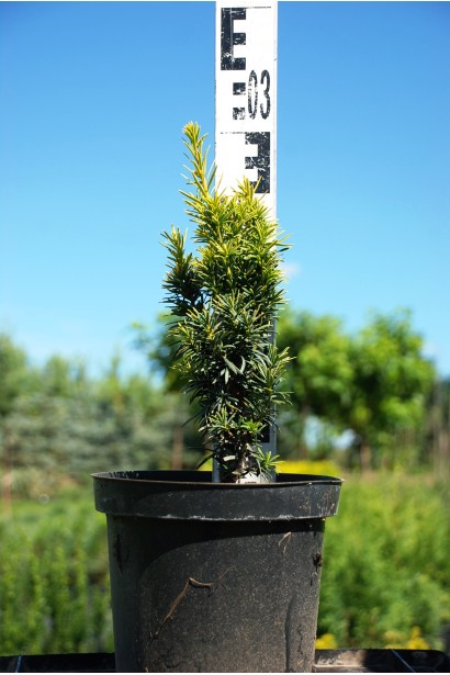 Тис Фастигиата Ауреа в контейнере