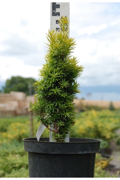 Тис Фастигиата Ауреа в контейнере