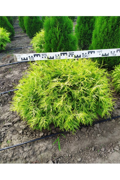 Туя західна Глобоза Ауреа