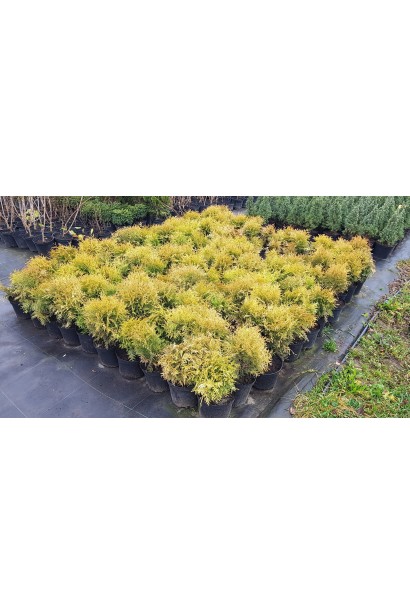Thuja occidentalis Globosa Aurea