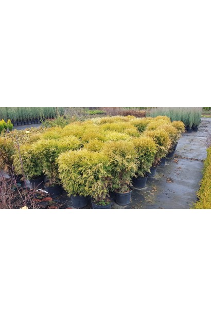 Туя західна Глобоза Ауреа