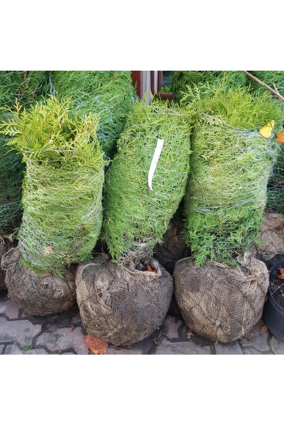 Туя Глобоза Ауреа з комом землі