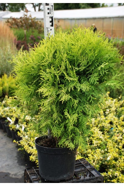 Туя західна Глобоза Ауреа