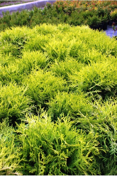 Золотисто-зелена крона туї Глобоза Ауреа.