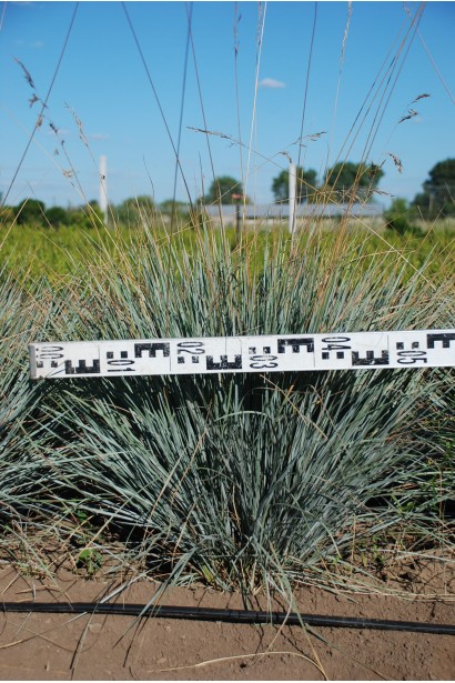 Колосняк піщаний діаметр 40-50 см