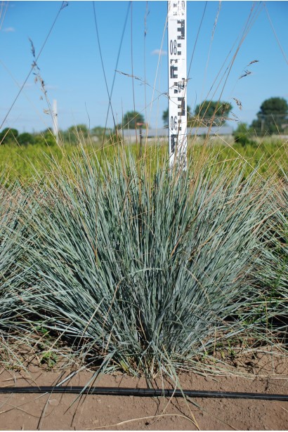 Колосняк піщаний висота 40-60 см