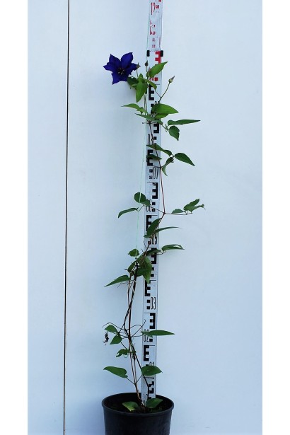 Ломиніс / Клематіс Президент саджанець в горщику  3 л 70-100 см