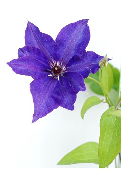 Ломиніс фіолетовий Президент