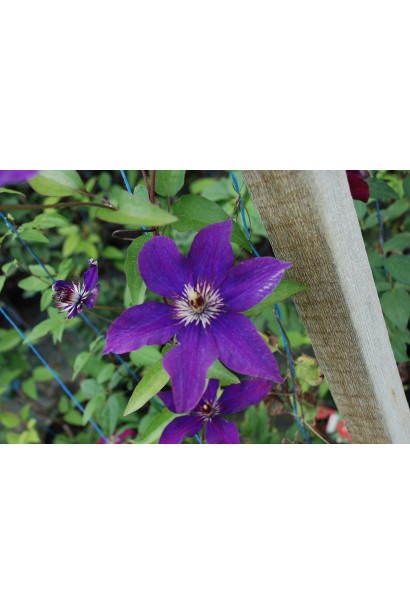 Клематіс Президент 