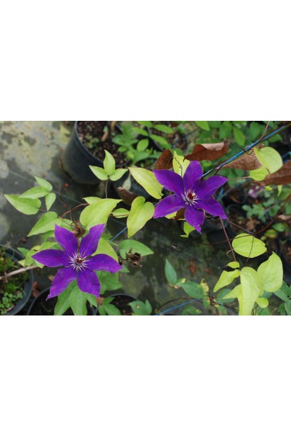 Клематіс The President