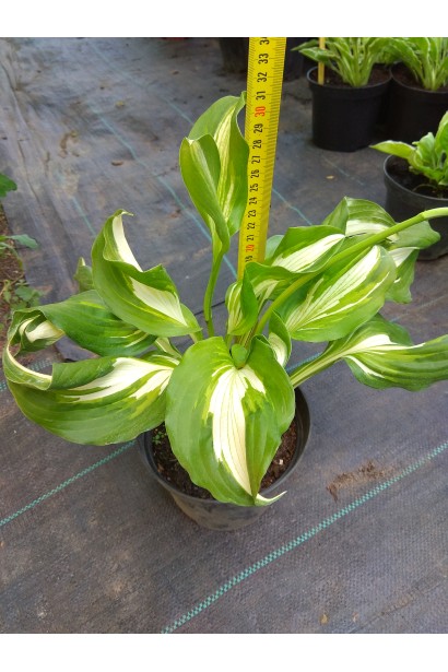 Хоста хвиляста Медіоварієгата