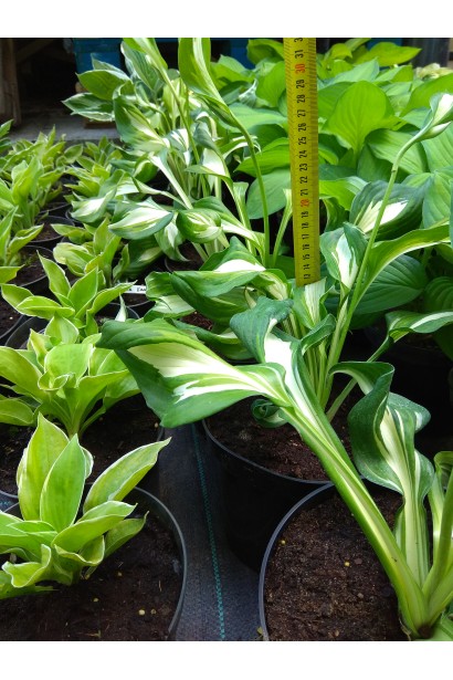 Hosta undulata Mediovariegata