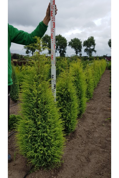 Можжевельник желтый Голд Кон