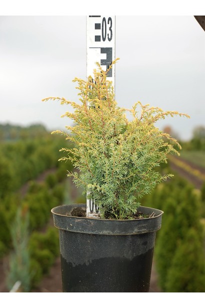 Можжевельник Голд Кон - саженец в контейнере