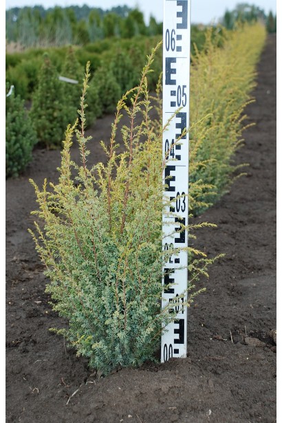 Можжевельник обыкновенный Голд Кон ком/40-50 см