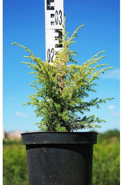 Можжевельник Голд Кон в контейнере