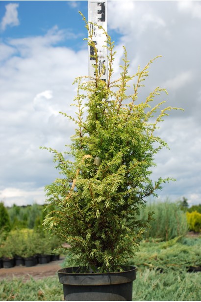 Можжевельник обыкновенный Голд Кон - горшок 5 л 50-60 см