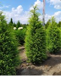 Ялівець звичайний Голд Кон | Можжевельник обыкновенный Голд Кон | Juniperus communis Gold Cone