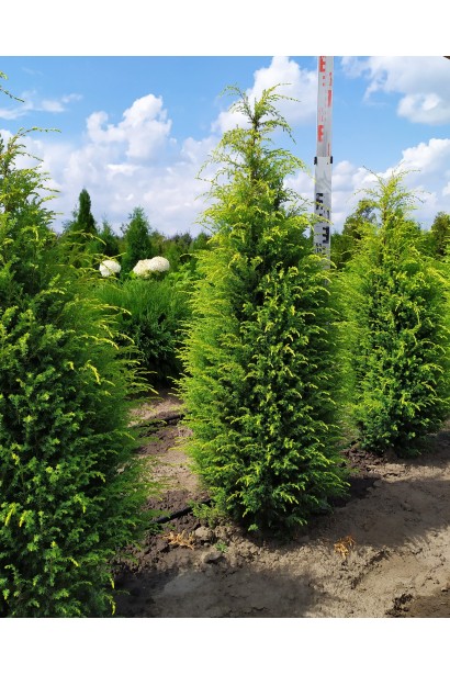 Можжевельник колоновидный Голд Кон