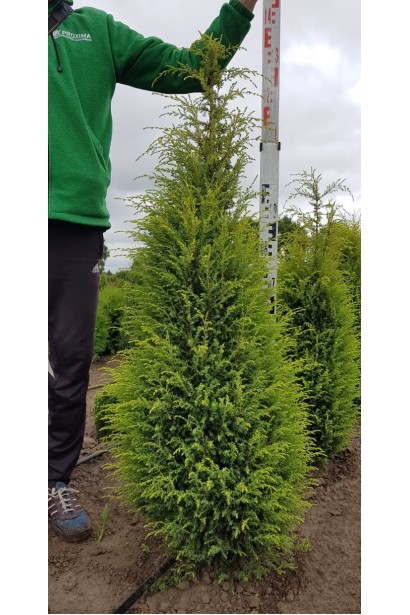 Можжевельник обыкновенный Голд Кон ком/120-140 см