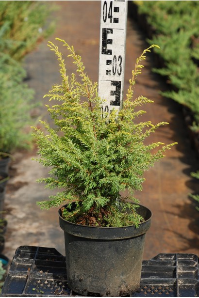 Можжевельник Голд Кон в горшке 3 л, высота 20-30 см