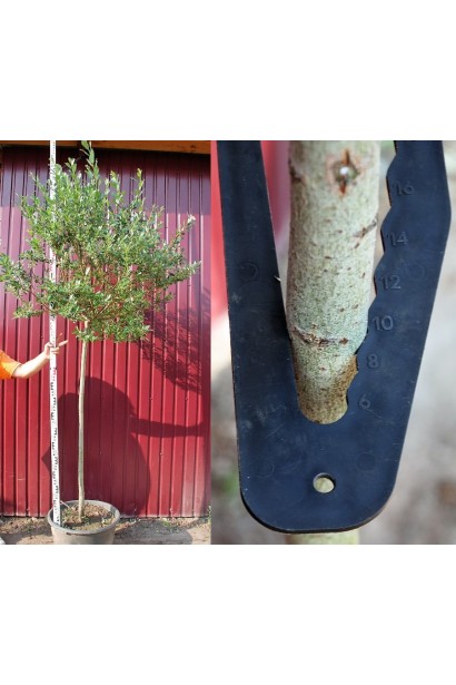 Верба швейцарська штамб обхват стовбура 8-10 см