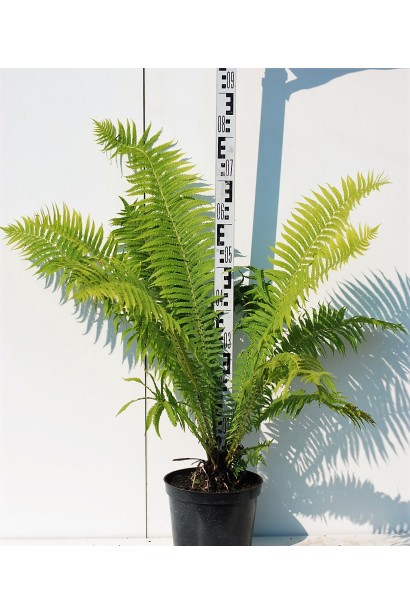 Орляк обыкновенный в контейнере