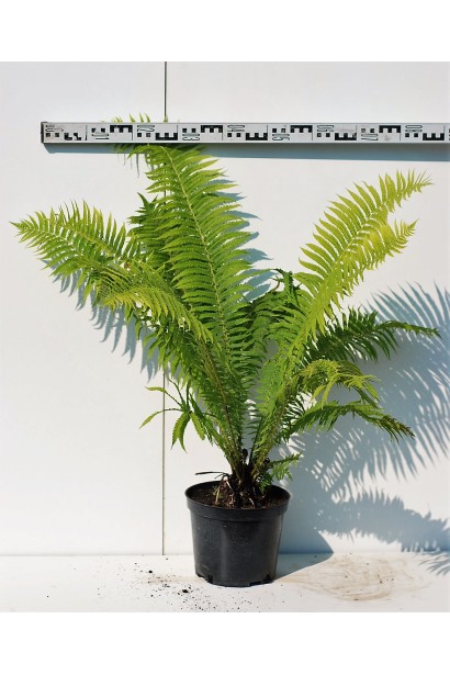 Орляк обыкновенный в контейнере