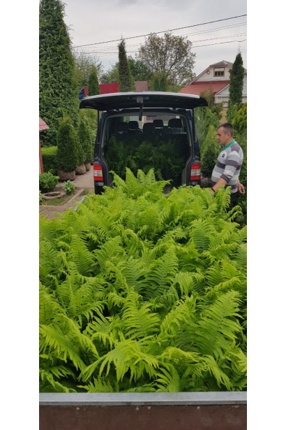 Папоротник орляк образует густые заросли, идеальные для естественного ландшафтного дизайна.