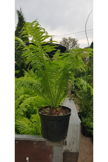 Орляк обыкновенный в контейнере