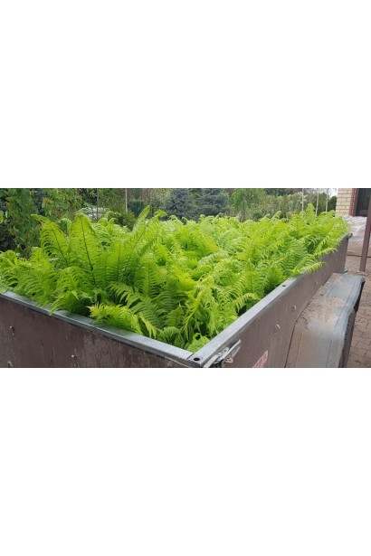 Листья орляка – естественный акцент для композиций на клумбах и газонах